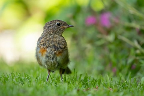 European robin (Erithacus rubecula) juvenile baby garden bird on a grass lawn in summer, England,