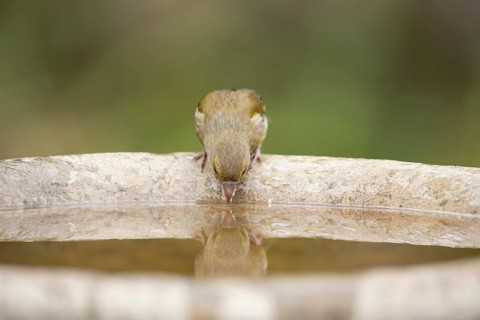 Eurasian greenfinch (Chloris chloris) adult female garden bird drinking water from a bird bath in