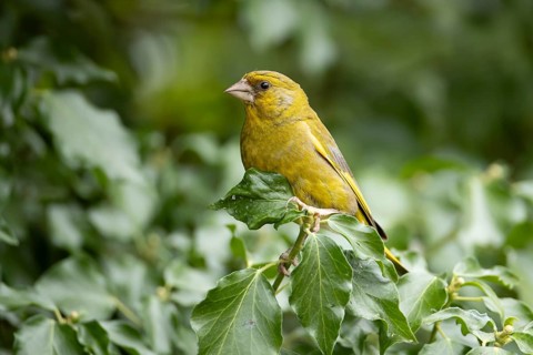 Eurasian greenfinch (Chloris chloris) adult male garden bird on an Ivy tree branch in summer,