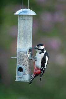 Great spotted woodpecker (Dendrocopos major) adult garden bird feeding on sunflower seed hearts