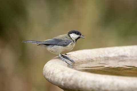 Great tit (Parus major) adult garden bird drinking water from a bird bath in summer, England,