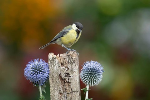 Great tit (Parus major) adult garden bird on a wooden post in summer, England, United Kingdom
