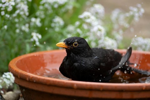 Eurasian blackbird (Turdus merula) adult male garden bird washing in water in a plant pot saucer in
