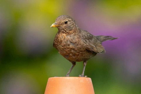 Eurasian blackbird (Turdus merula) adult female garden bird on a plant pot in summer, England,
