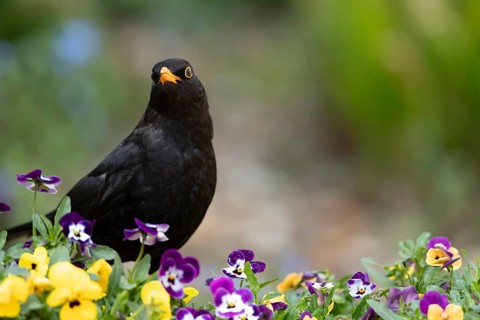 Eurasian blackbird (Turdus merula) adult male garden bird on a plant pot with Pansy and Viola