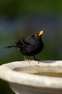 Eurasian blackbird (Turdus merula) adult male garden bird drinking water from a bird bath in