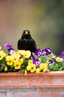 Eurasian blackbird (Turdus merula) adult male garden bird on a plant pot with Pansy and Viola