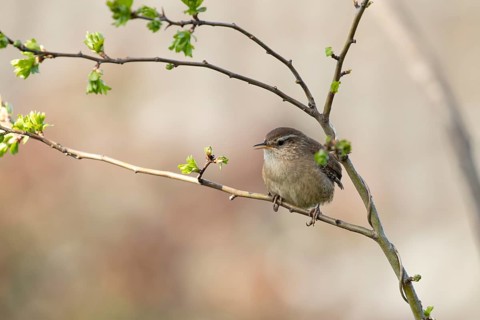 European wren (Troglodytes troglodytes) adult garden bird singing in a tree in spring, England,