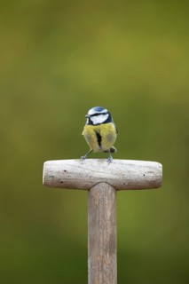 Blue tit (Cyanistes caeruleus) adult garden bird on a fork handle in winter, England, United