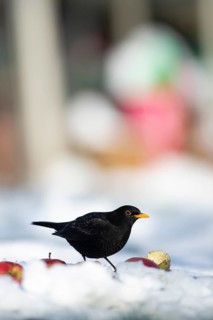 Eurasian blackbird (Turdus merula) adult male garden bird feeding on apples fruit in snow in