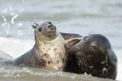 Atlantic grey seal (Halichoerus grypus) two adult animals in love courting in the sea, England,