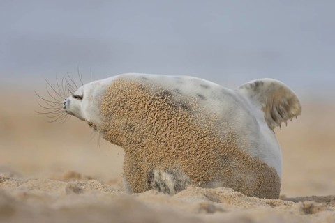 Atlantic grey seal (Halichoerus grypus) adult animal stretching on a sandy beach, England, United