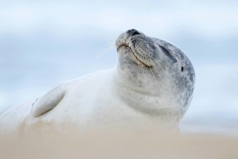 Common or Harbour or Habor seal (Phoca vitulina) adult animal sleeping on a beach, England, United