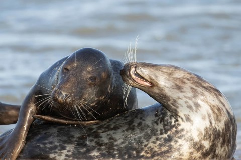 Atlantic grey seal (Halichoerus grypus) two adult seals animals in love flirting on a beach,