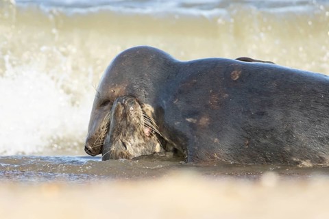 Atlantic grey seal (Halichoerus grypus) two adult seals animals in love kissing in the waves of the
