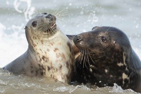 Atlantic grey seal (Halichoerus grypus) two adult seals animals in love flirting in the waves of