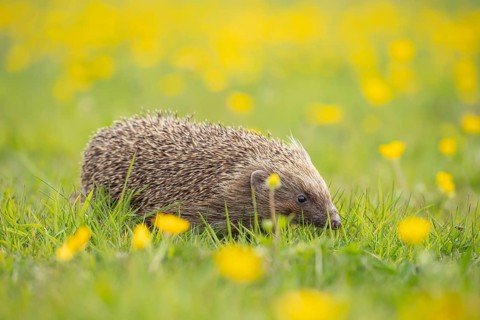 European hedgehog (Erinaceus europaeus) adult animal walking on a countryside meadow with Buttercup