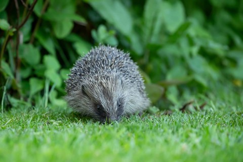 European hedgehog (Erinaceus europaeus) adult animal on a garden grass lawn in spring, England,