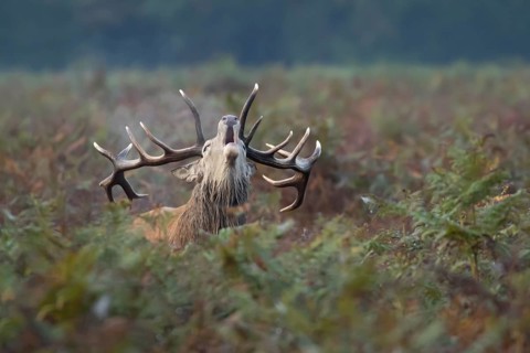 Red deer (Cervus elaphus) adult male stag animal roaring during the rut in autumn, England, United