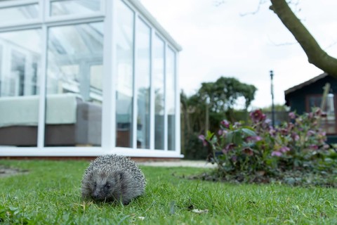 European hedgehog (Erinaceus europaeus) adult animal on a garden grass lawn with a house in the