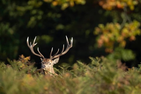 Red deer (Cervus elaphus) adult male stag animal in woodland in autumn, England, United Kingdom