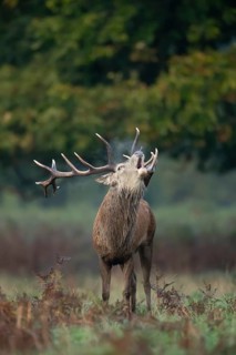 Red deer (Cervus elaphus) adult male stag animal roaring in woodland during the rut in autumn,