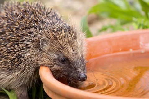 European hedgehog (Erinaceus europaeus) adult animal drinking water from a garden plant pot saucer