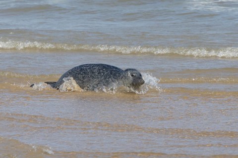 Common or Harbour or Habor seal (Phoca vitulina) adult animal in the sea, England, United Kingdom