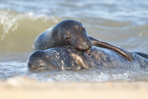 Atlantic grey seal (Halichoerus grypus) two adult seals animals in love cuddling in the sea,