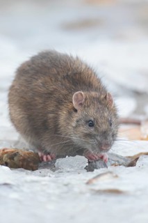 Brown rat (Rattus norvegicus) adult rodent animal eating food on ice on a frozen lake in winter,