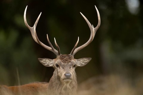 Red deer (Cervus elaphus) adult male stag animal head portrait in autumn, England, United Kingdom