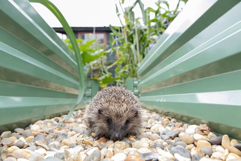 European hedgehog (Erinaceus europaeus) adult animal walking on a garden shingle path between two