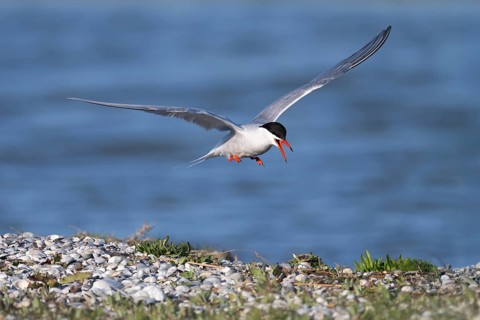 Common Tern (Sterna hirundo), Texel, Netherlands