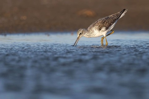 Greenshank (Tringa nebularia), Texel, Netherlands