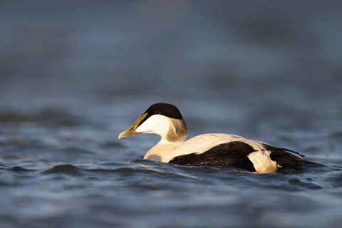 Eider duck (Somateria mollissima), Texel, Netherlands