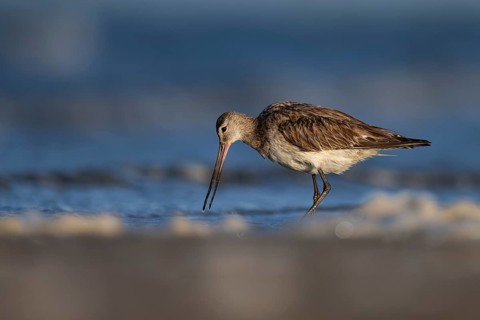 Bar-tailed Godwit (Limosa lapponica), Texel, Netherlands