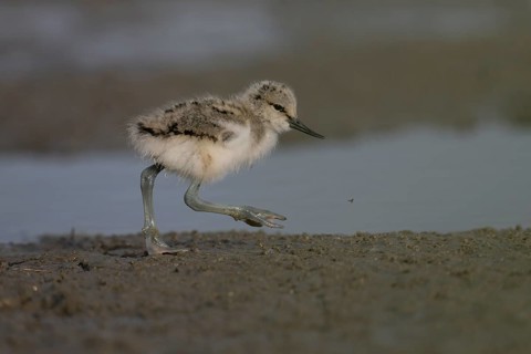 Avocet (Recurvirostra avosetta), Texel, Netherlands