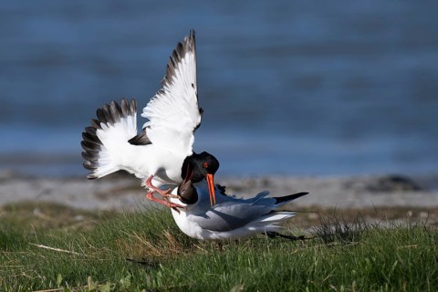 Oystercatcher quarrels with black-headed gull, Texel, Netherlands