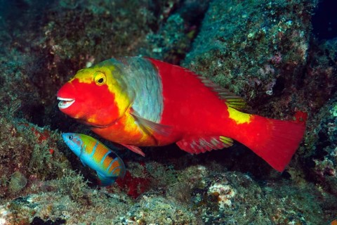 Female of Mediterranean parrotfish (Sparisoma cretense) with red colouring and yellow saddle spot,