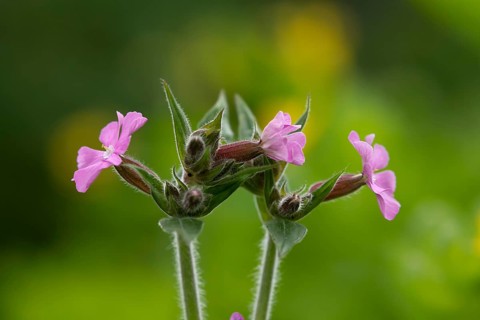 Red campion (Silene dioica) wildflower flowers in spring, England, United Kingdom