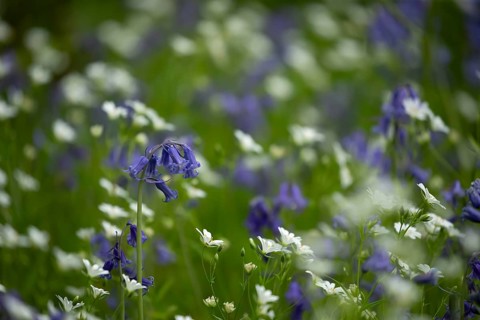 Common or English bluebell (Hyacinthoides non-scripta) and Greater stitchwort (Stellaria holostea)