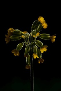 Cowslip (Primula veris) wildflower flower backlit in spring, England, United Kingdom