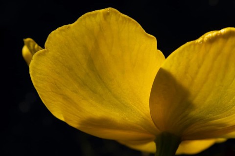 Marsh marigold or Kingcup (Caltha palustris) single yellow wildflower flower in spring, England,