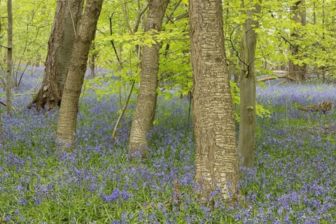 Common or English bluebell (Hyacinthoides non-scripta) carpet of blue wildflowers in a woodland in