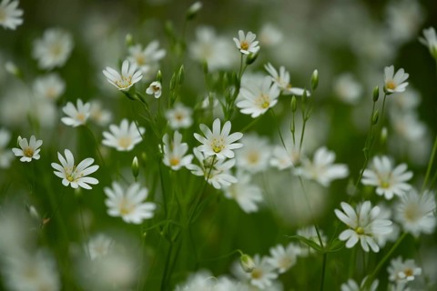 Greater stitchwort (Stellaria holostea) carpet of white wildflowers in a woodland in spring,