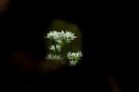 Ransoms or Wild garlic (Allium ursinum) white wildflower flowers in a woodland in spring, England,