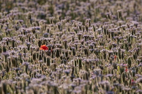 Phacelia (Phacelia tanacetifolia) field of flowers with a single Common field poppy (Papaver