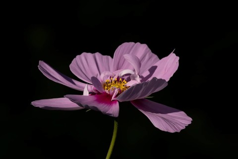 Cosmos garden annual pink flower in summer, England, United Kingdom