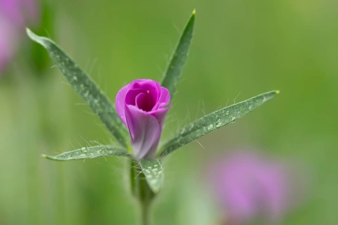 Common corncockle (Agrostemma githago) single pink wildflower flower in summer, England, United