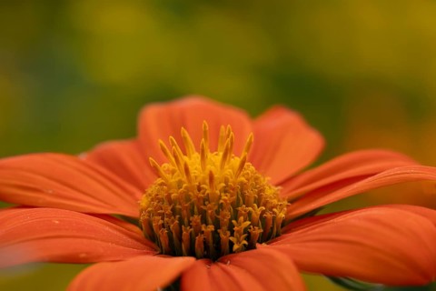Mexican sunflower (Tithonia spp) 'Goldfinger' garden annual orange flower in summer, England,